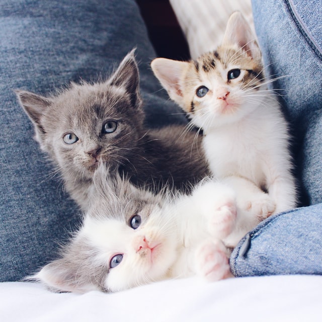 image of cute kittens