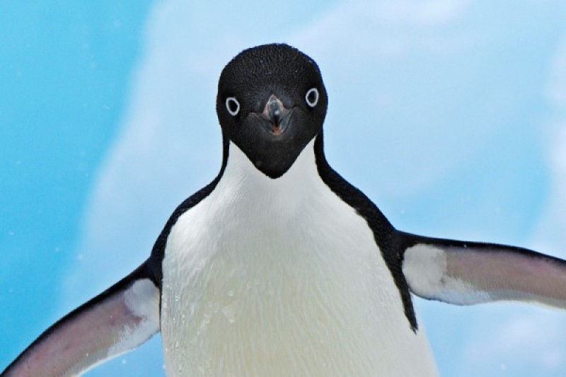 Comment Penguin 3.0 affecte vos sites Joomla!